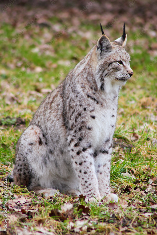 Fototapeta premium Der eruasische Luchs, auch Nordluchs (Lynx Lynx)
