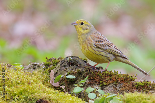 Yellowhammer. Bird in spring, male. Emberiza citrinella