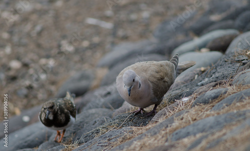 Eurasian collared dove Streptopelia decaocto and ruddy turnstone Arenaria interpres. Arinaga. Aguimes. Gran Canaria. Canary Islands. Spain. photo