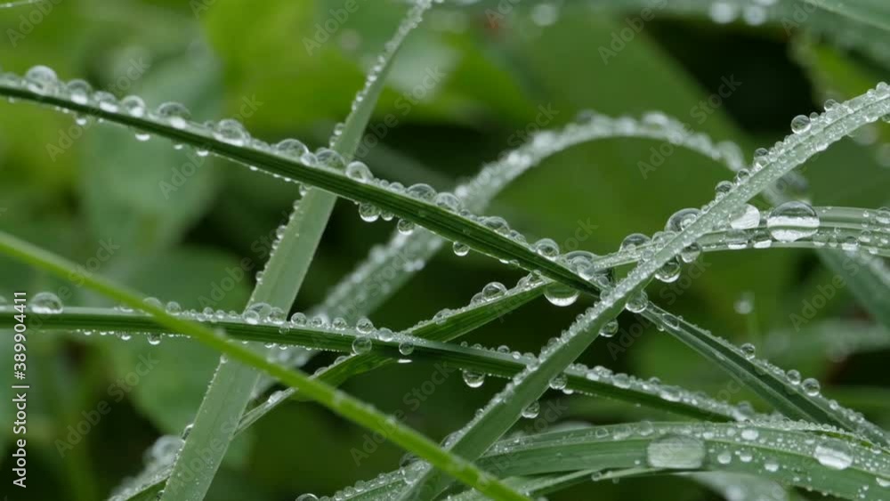 large drops of emerald dew on green leaves camera in motion, close-up large drops of emerald dew on green leaves camera in motion, close-up