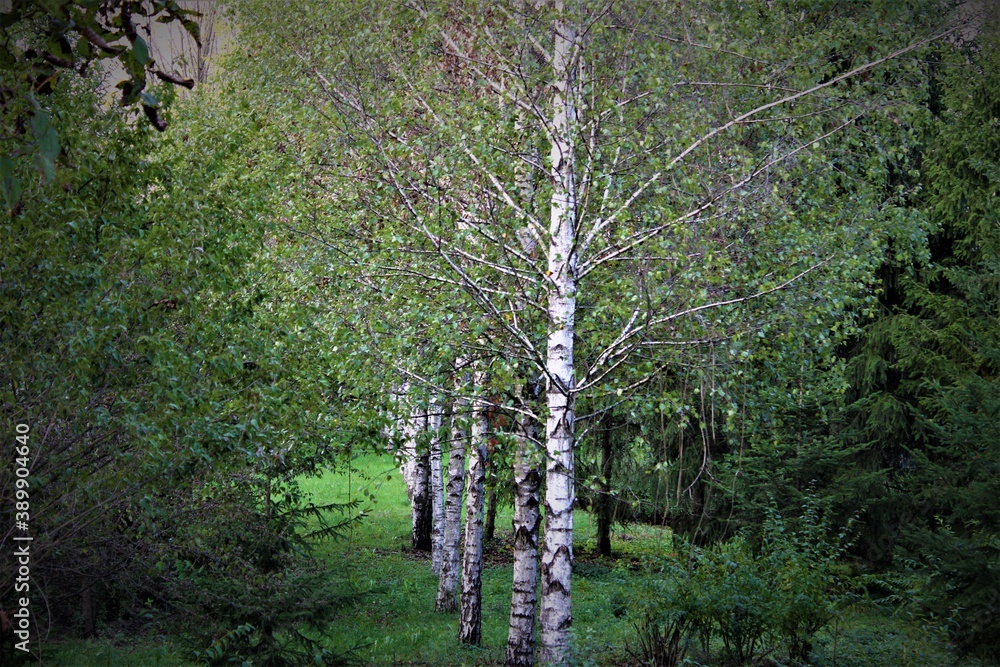 Obraz premium tree in the woods