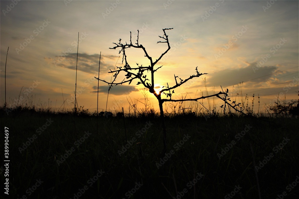 Obraz premium silhouette of a tree in sunset