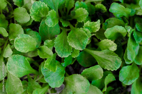 Wallpaper Mural close up of green leaves Torontodigital.ca