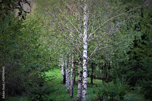 Fototapeta Naklejka Na Ścianę i Meble -  tree in the woods