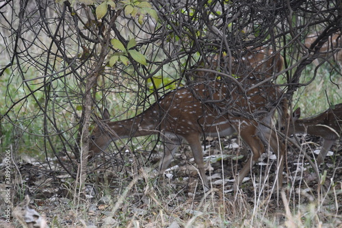 Fototapeta Naklejka Na Ścianę i Meble -  Panna National Park, Khajuraho, Waranasi