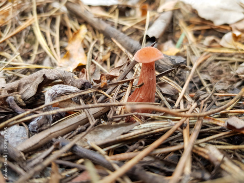 little red mushroom in the forest 