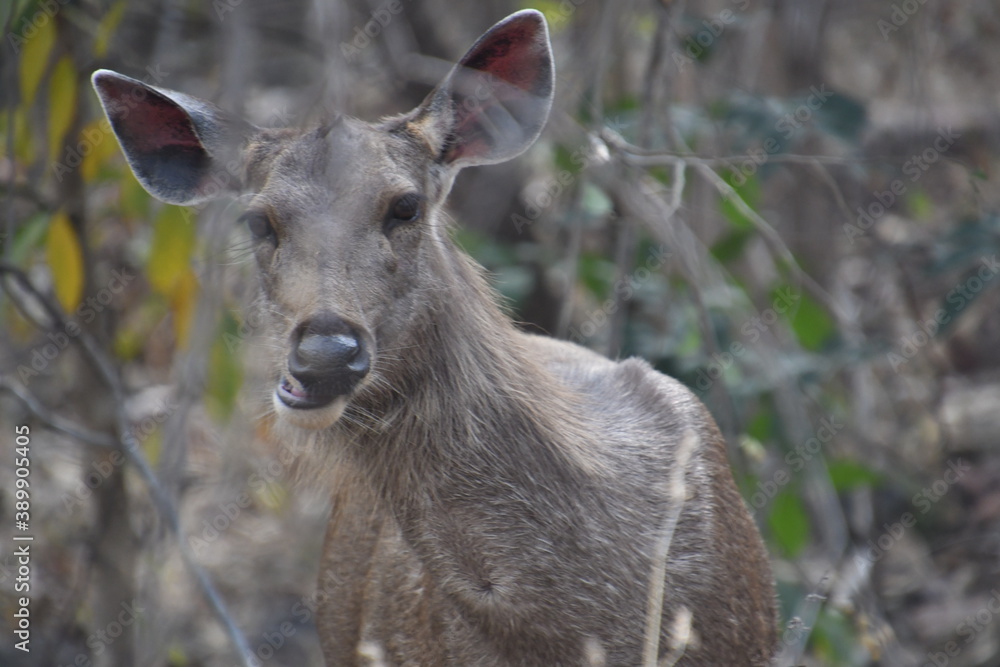 Fototapeta premium Panna National Park, Khajuraho, Waranasi
