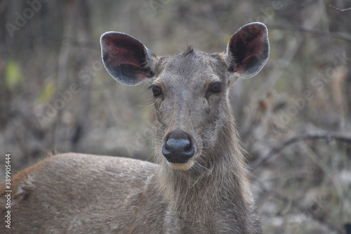 Fototapeta Naklejka Na Ścianę i Meble -  Panna National Park, Khajuraho, Waranasi