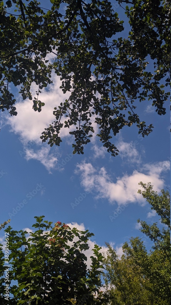 Fototapeta premium sky and trees