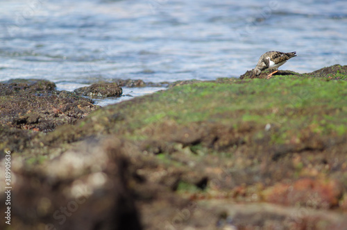 Ruddy turnstone Arenaria interpres searching for food. Arinaga. Aguimes. Gran Canaria. Canary Islands. Spain. © Víctor