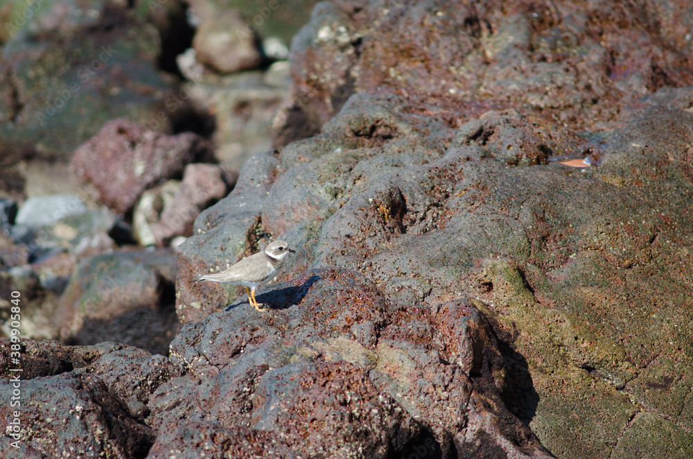 Common ringed plover Charadrius hiaticula in Arinaga. Aguimes. Gran Canaria. Canary Islands. Spain. Common ringed plover Charadrius hiaticula in Arinaga. Aguimes. Gran Canaria. Canary Islands. Spain.
