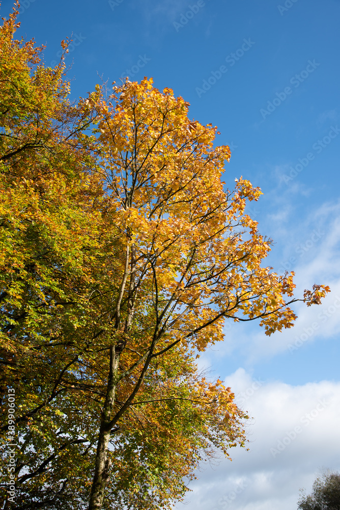  Killykeen Forest Park