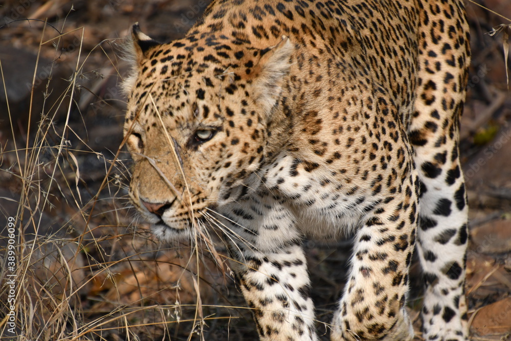 Panna National Park, Khajuraho, Waranasi Panna National Park, Khajuraho, Waranasi