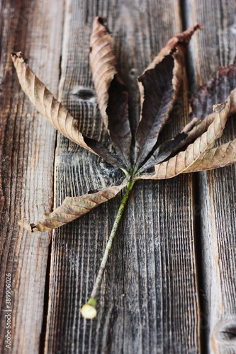 Dry brown chestnut leaf on a wooden background 