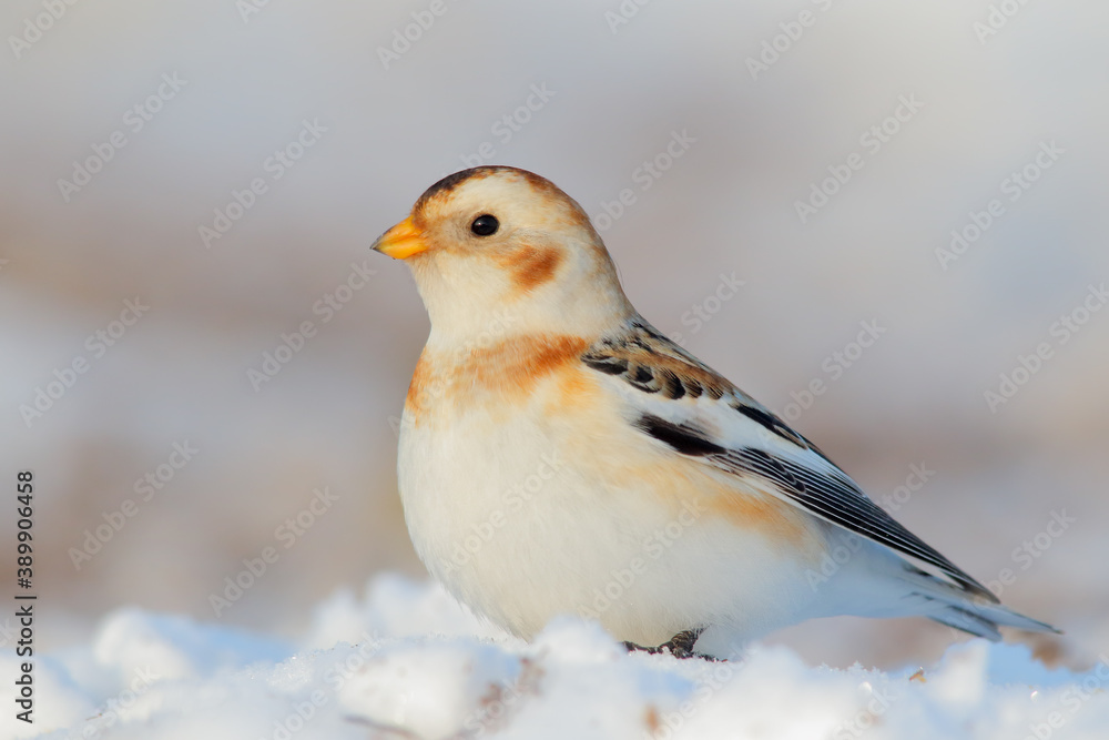 Snow bunting. Bird on snow in winter. Plectrophenax nivalis Snow bunting. Bird on snow in winter. Plectrophenax nivalis