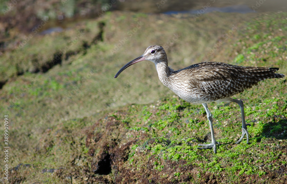 Whimbrel Numenius phaeopus in Arinaga. Aguimes. Gran Canaria. Canary Islands. Spain. Whimbrel Numenius phaeopus in Arinaga. Aguimes. Gran Canaria. Canary Islands. Spain.