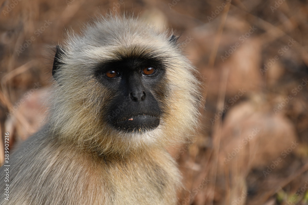 Fototapeta premium Panna National Park