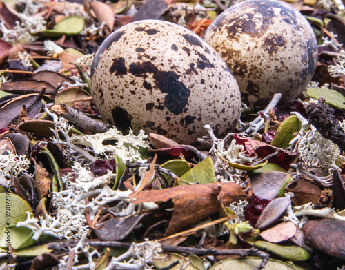 Quail eggs in a nest close-up, side view