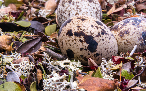 Quail eggs in a nest close-up, side view