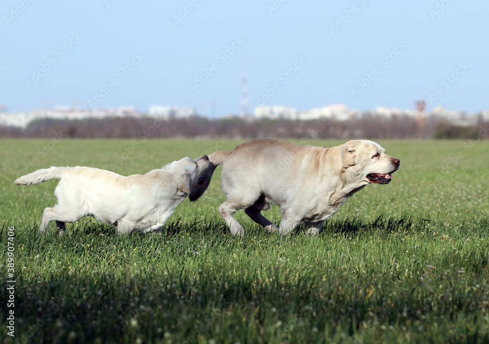 Obraz premium two yellow labrador in the park