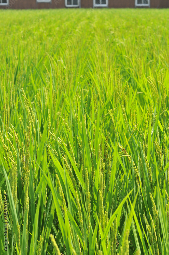 稲穂／水田（Agriculture、field、rice、grass）