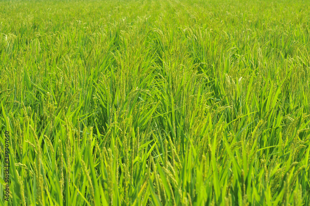 稲穂/水田(Agriculture、field、rice、grass) 稲穂/水田(Agriculture、field、rice、grass)