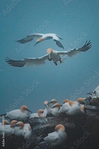 White gannet birds on foggy day in newfoundland