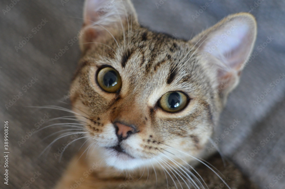 Cat posing for a picture.