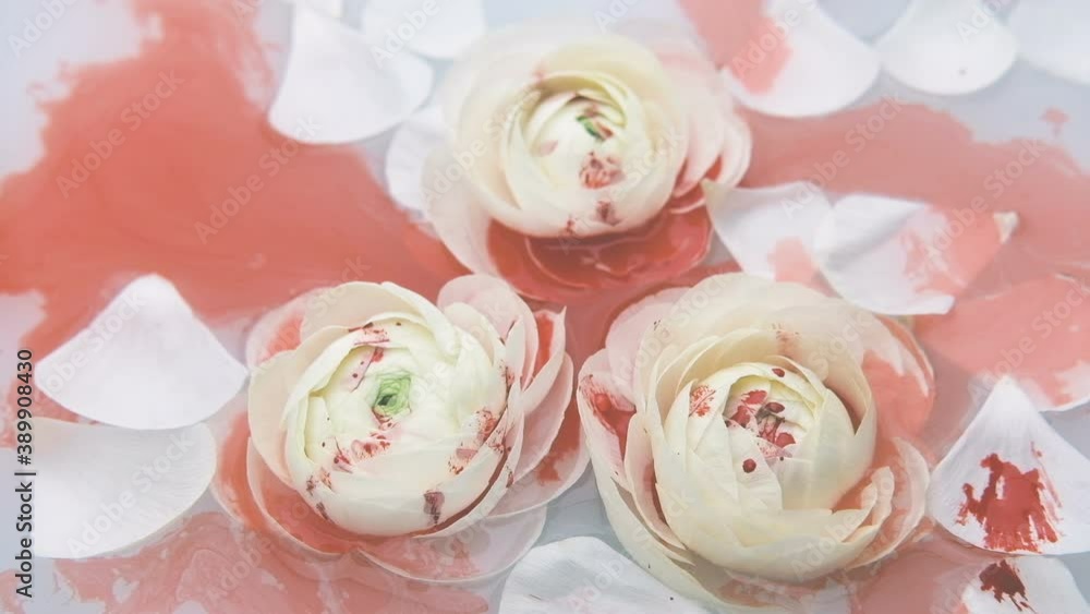 White petaled ranunculus flowers float slowly in the water. Slow motion. Drops of red paint slowly fall on the flowers. White petaled ranunculus flowers float slowly in the water. Slow motion. Drops of red paint slowly fall on the flowers.