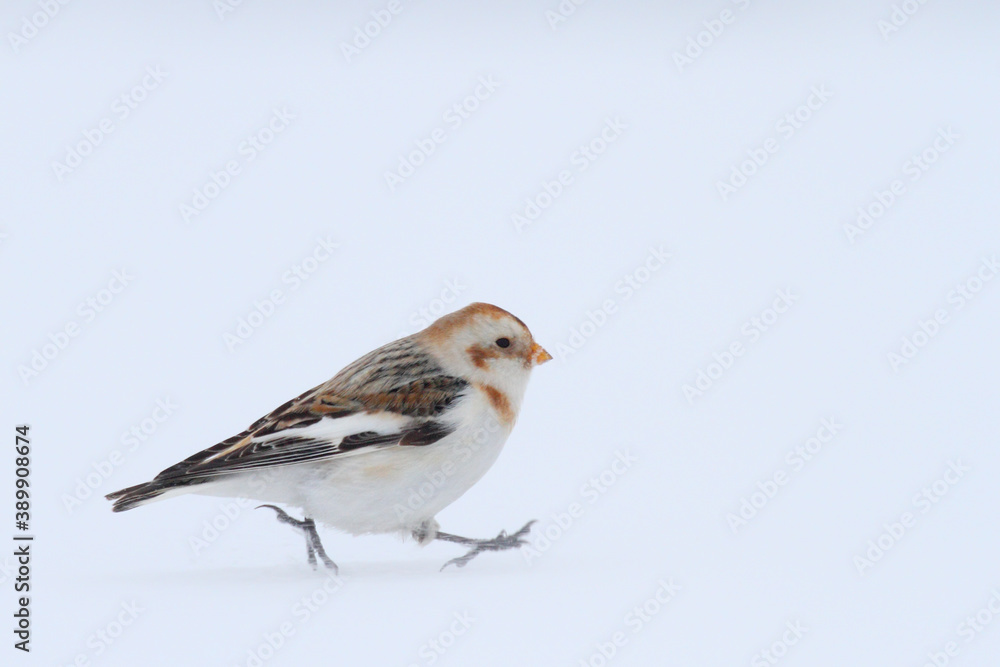 Snow bunting. Bird on snow in winter. Plectrophenax nivalis Snow bunting. Bird on snow in winter. Plectrophenax nivalis