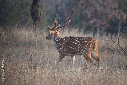 Fototapeta Naklejka Na Ścianę i Meble -  Panna National Park