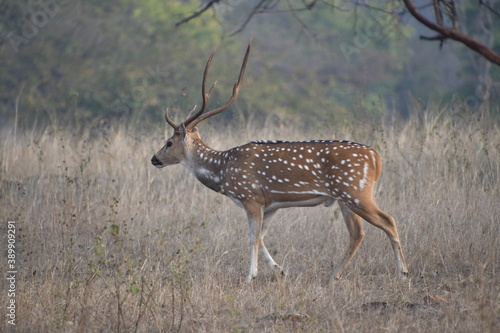 Fototapeta Naklejka Na Ścianę i Meble -  Panna National Park