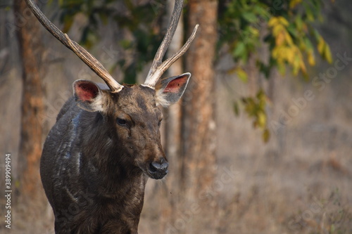 Fototapeta Naklejka Na Ścianę i Meble -  Panna National Park