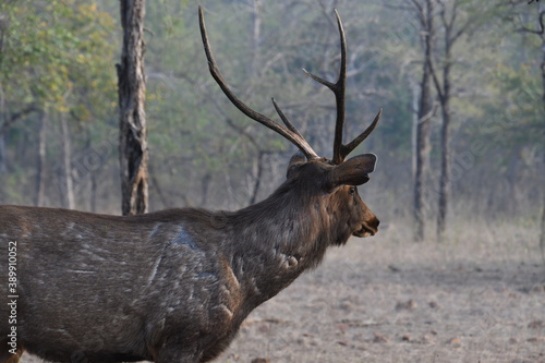 Fototapeta Naklejka Na Ścianę i Meble -  Panna National Park