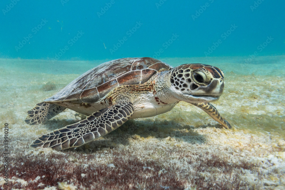 Fototapeta premium Turtle