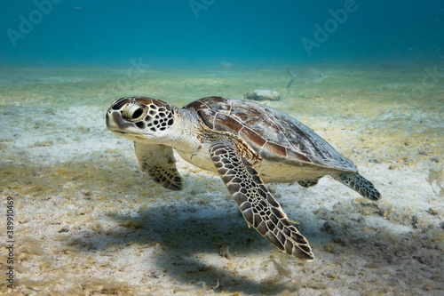 Turtle