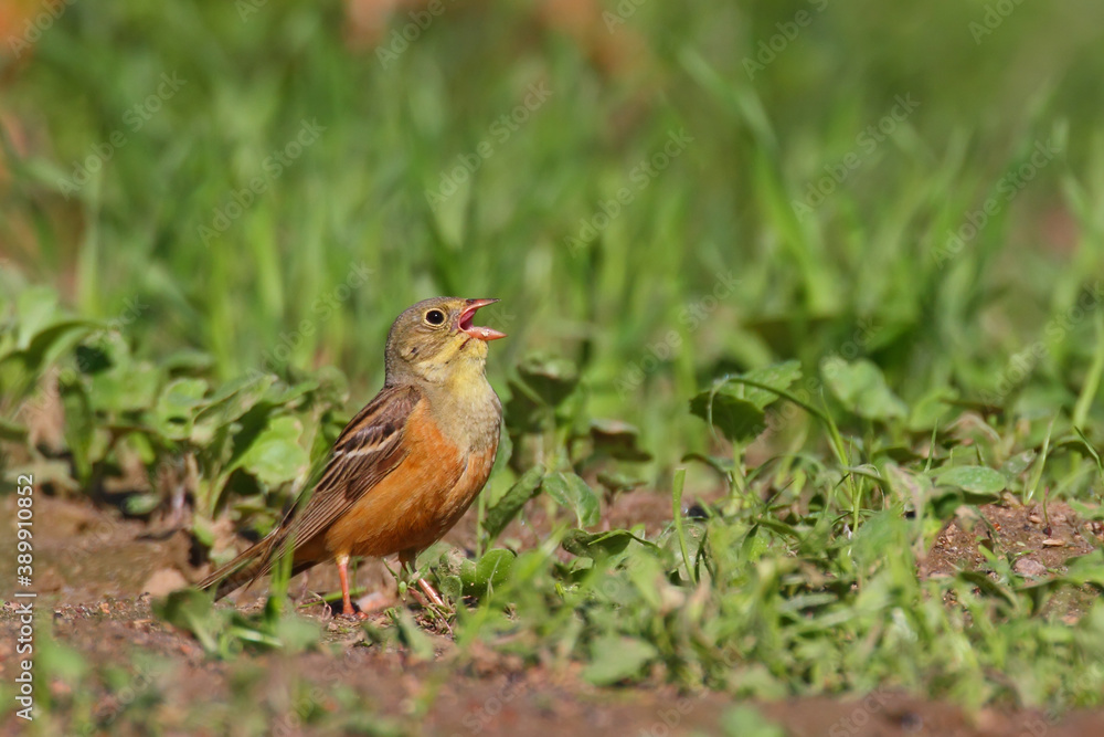 Ortolan bunting. Bird in spring, male. Emberiza hortulana. Ortolan bunting. Bird in spring, male. Emberiza hortulana.