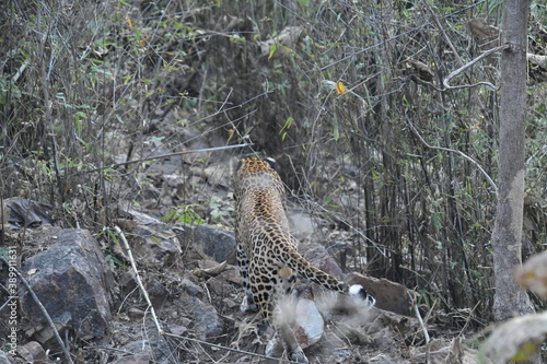Panna National Park
