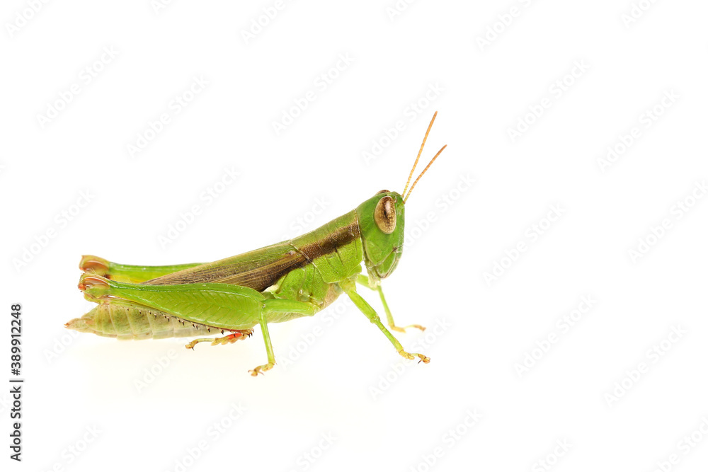 Side of green grasshopper isolated on white background Side of green grasshopper isolated on white background