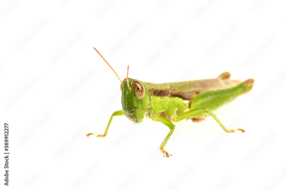 Green grasshopper isolated on white background Green grasshopper isolated on white background