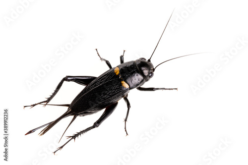 Black cricket animal isolated on white background © Pituk