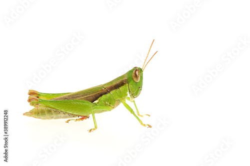 Side of green grasshopper isolated on white background