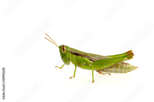 Green grasshopper isolated on white background © Pituk