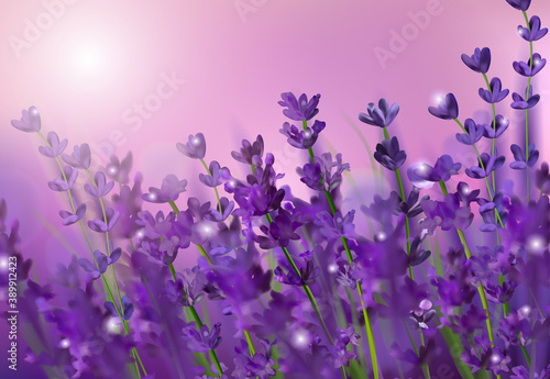 Blooming violet lavender field. Flowers lavender glitter over at sunset. Violet fragrant lavender flowers. Illustration with for perfumery, health products, wedding. Provence, France. Vector. 