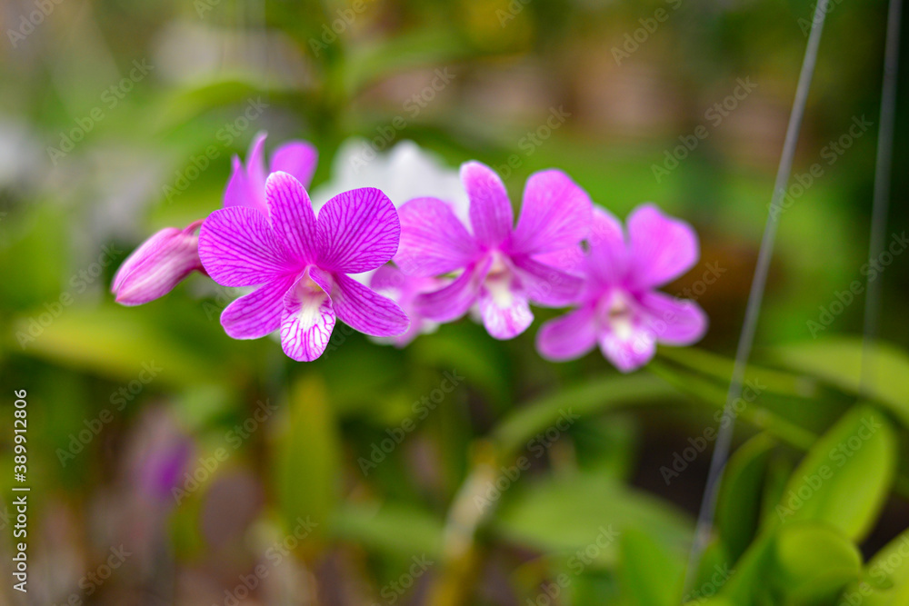 flower in the garden flower in the garden