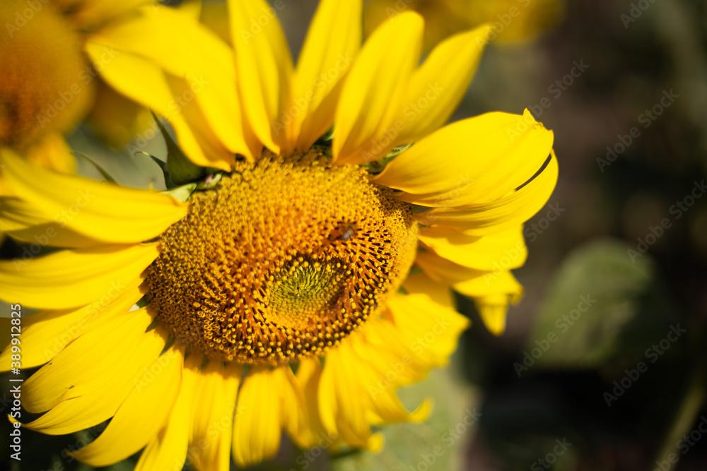 Fototapeta premium Sunflower in the bright sun on summer in the garden