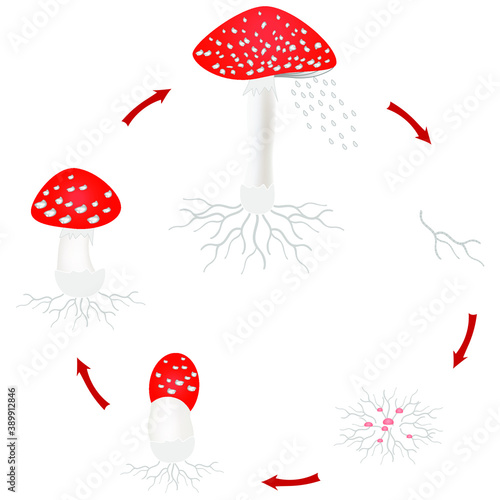 Amanita mushroom growth cycle isolated on white background.