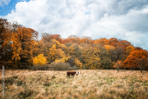 Wallpaper Mural Two Hereford cows on a meadow in the fall Torontodigital.ca