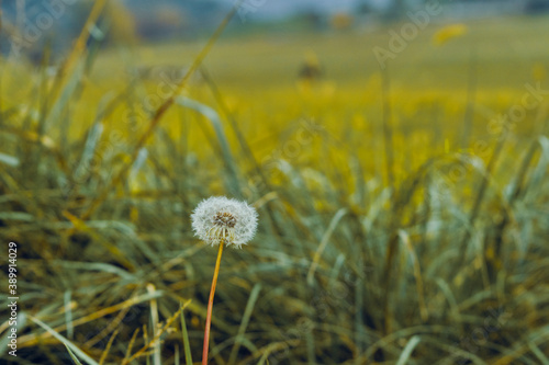 dandelion against a vegetation background 