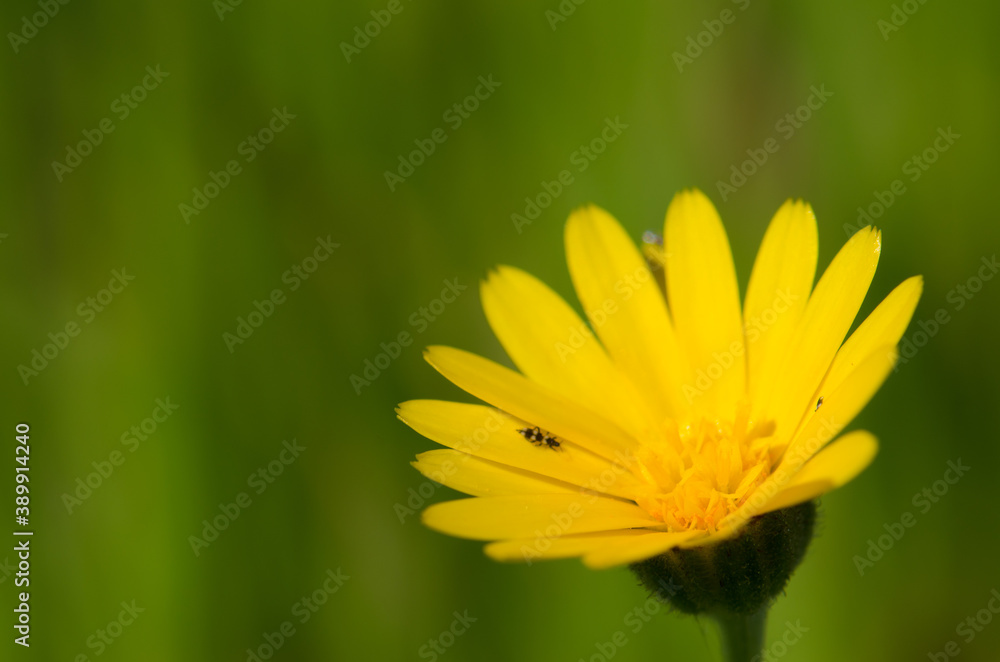 Flower in the north of Gran Canaria. Canary Islands. Spain. Flower in the north of Gran Canaria. Canary Islands. Spain.